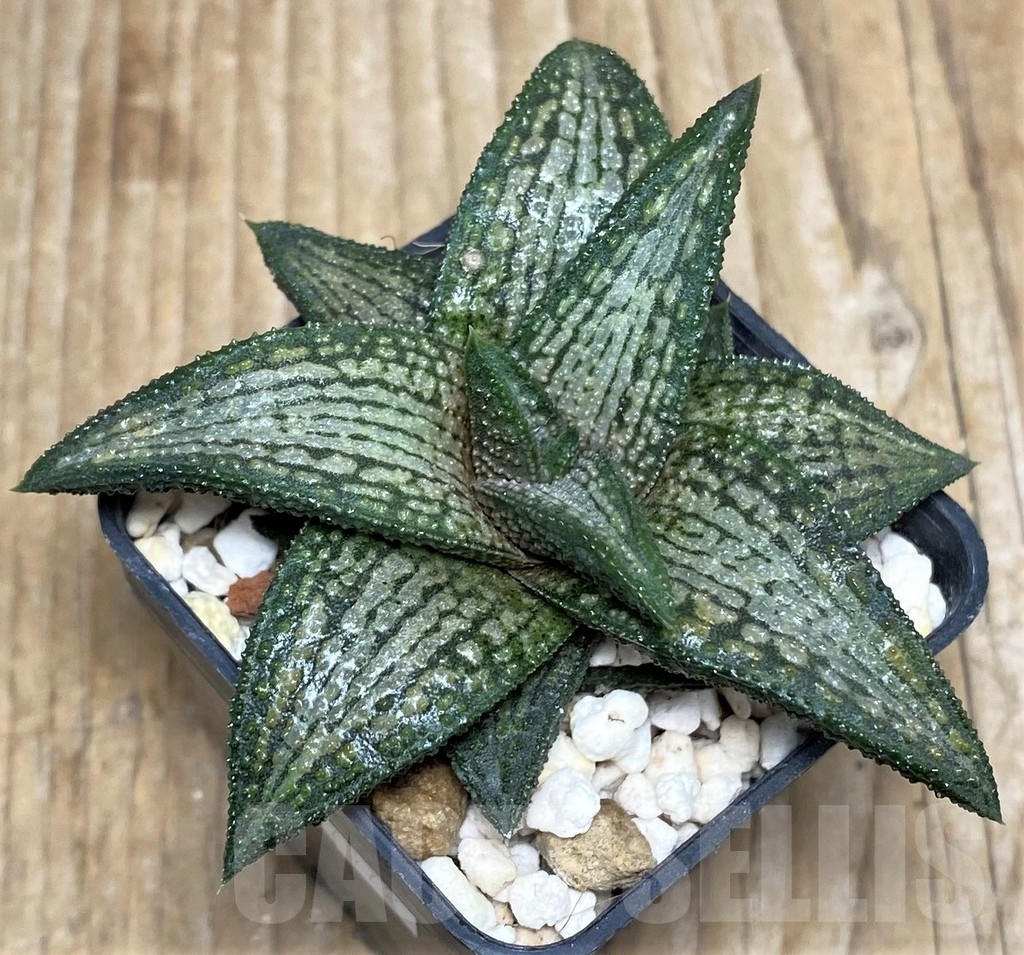 SHPR17372 Haworthia ‘Kintaikyo’ - Image 2
