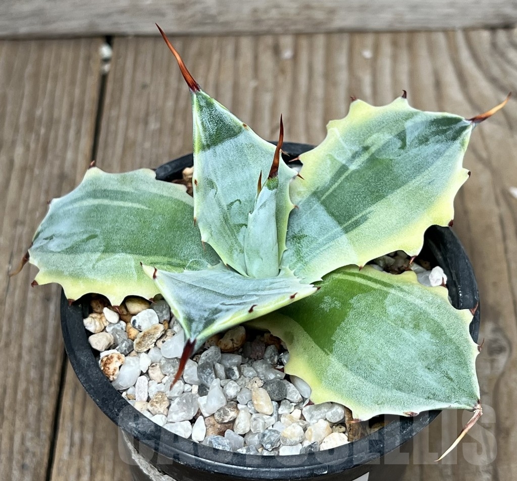 SHPR17302 Agave verschaffeltii f. variegata - Obrázek 2