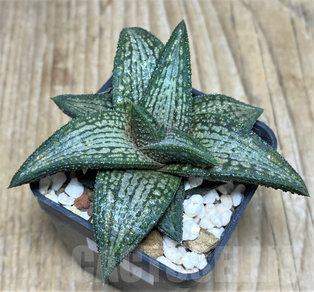 SHPR17372 Haworthia ‘Kintaikyo’