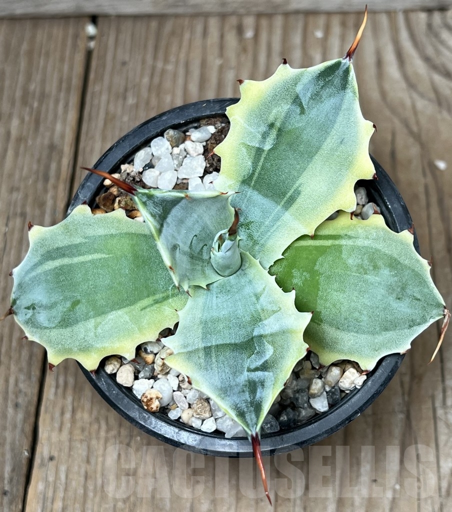 SHPR17302 Agave verschaffeltii f. variegata