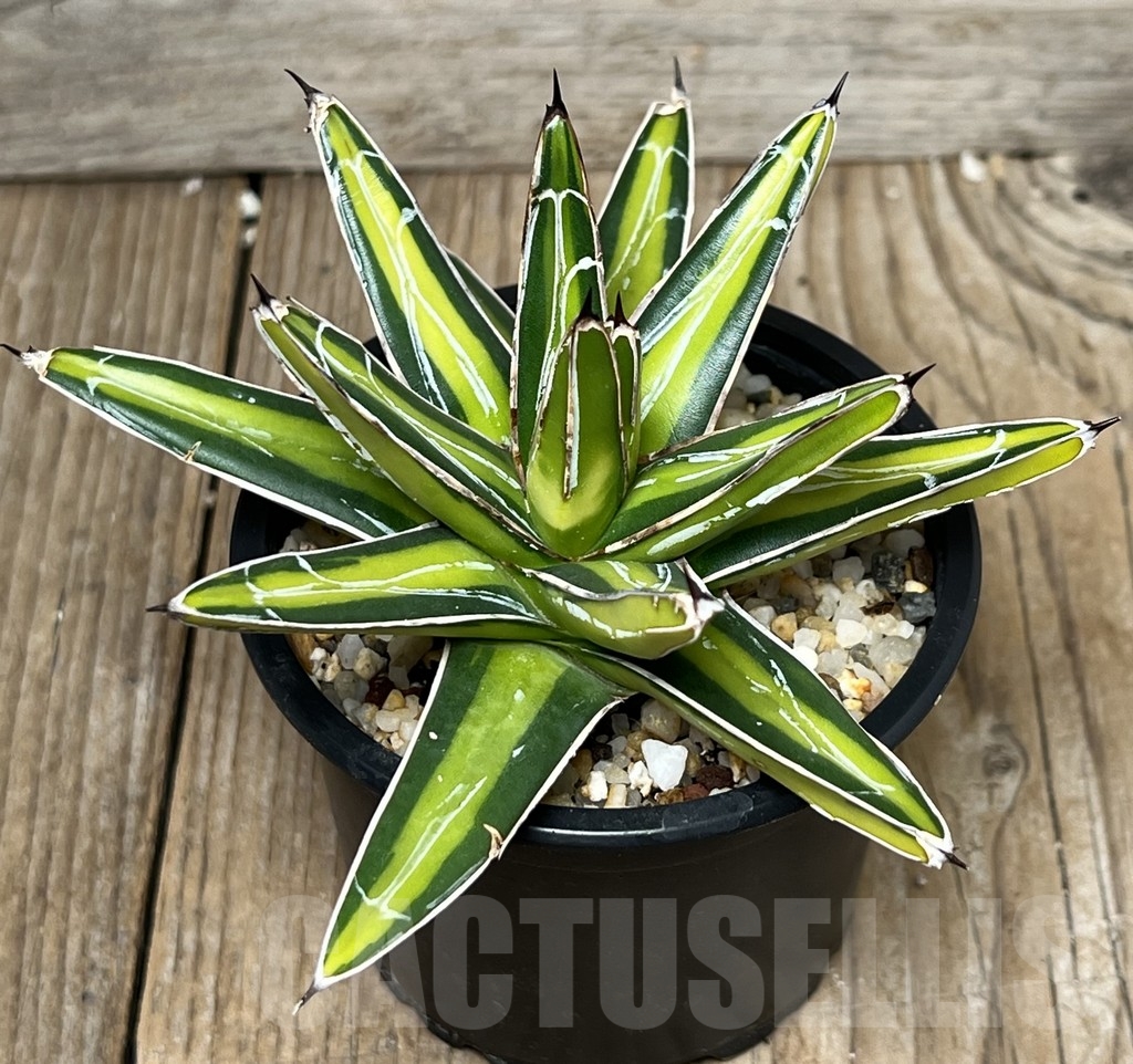 SHPR17303 Agave victoriae-reginae 'mediopicta'