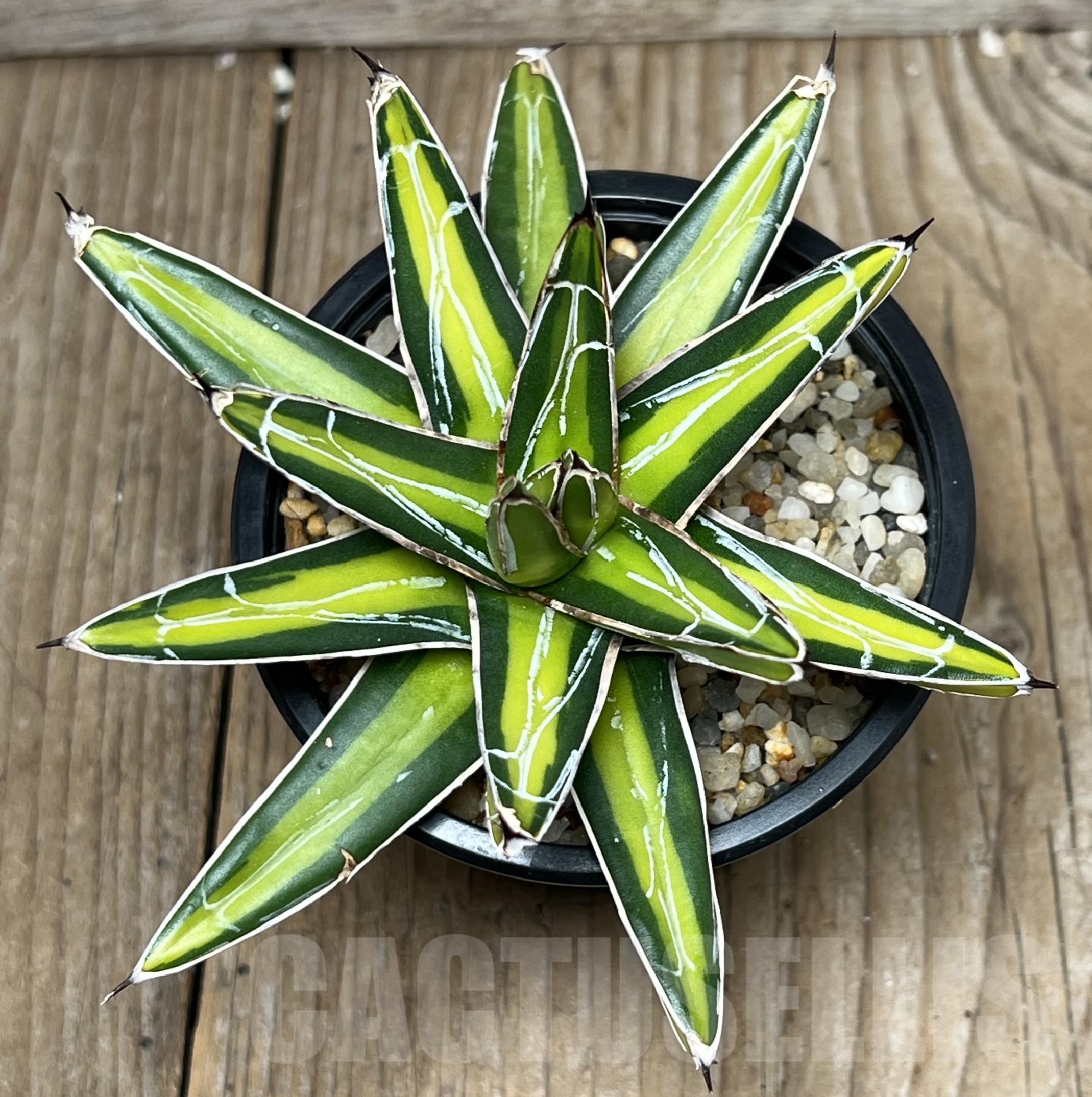 SHPR17303 Agave victoriae-reginae 'mediopicta' - Obrázek 2