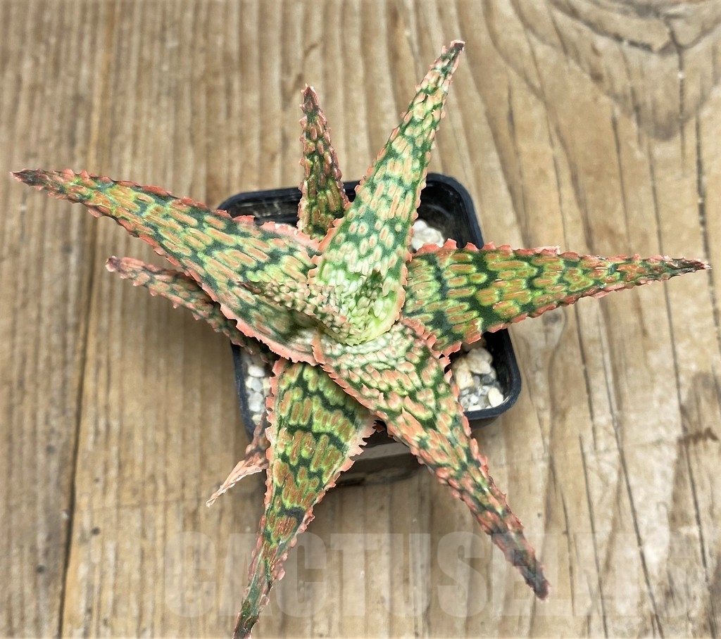 SHPR17374 Aloe hybrid - Зображення 3