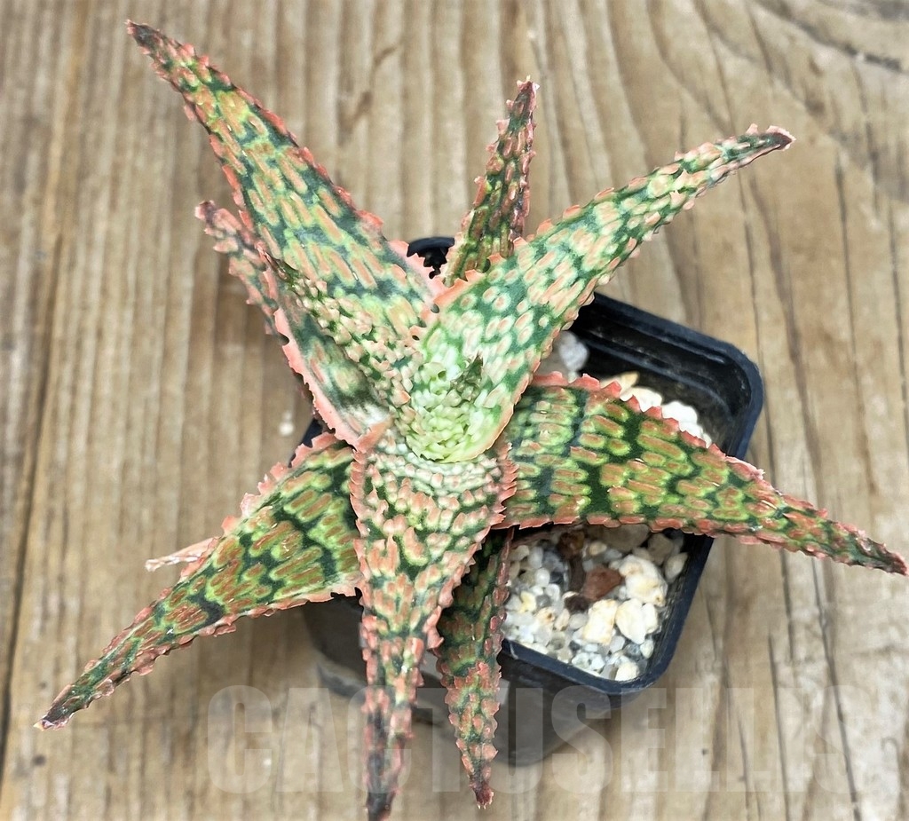 SHPR17374 Aloe hybrid - Зображення 2