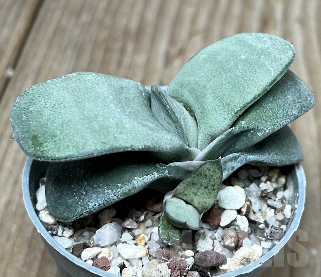SHPR17308 Gasteria glomerata 'Japanese Blue'