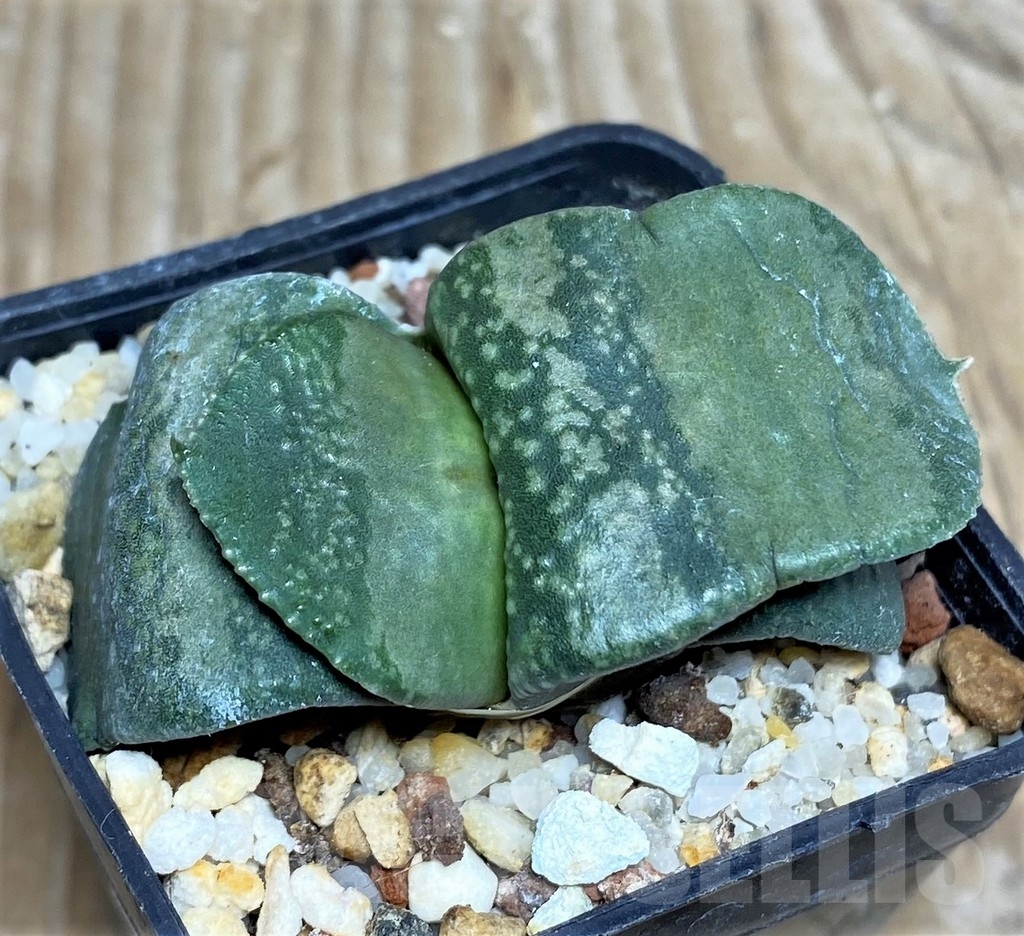 SHPR17378 Gasteria armstrongii - Obrázek 2
