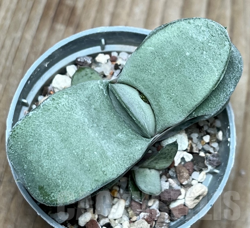 SHPR17308 Gasteria glomerata 'Japanese Blue' - Image 2