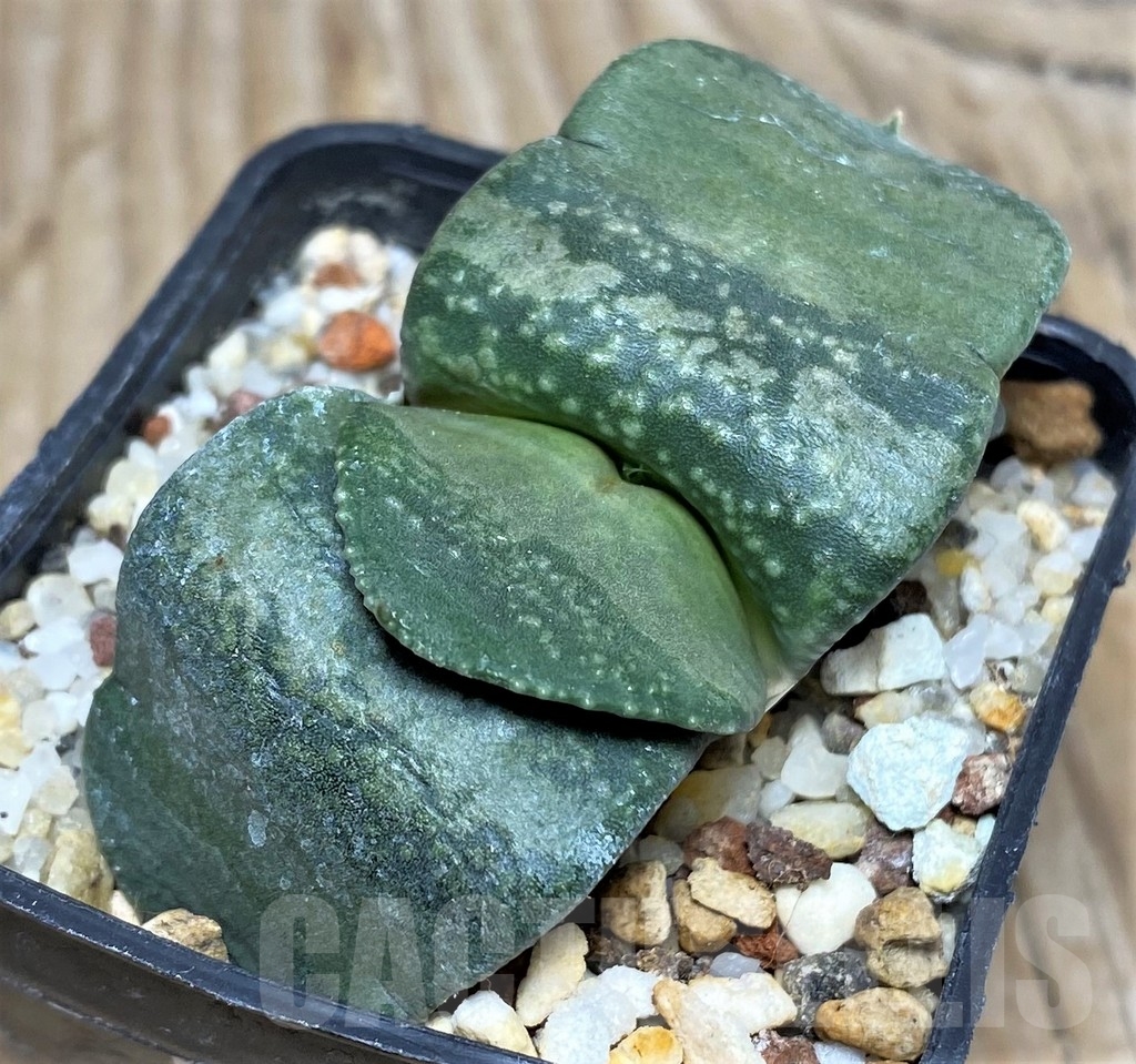 SHPR17378 Gasteria armstrongii - Obrázek 3