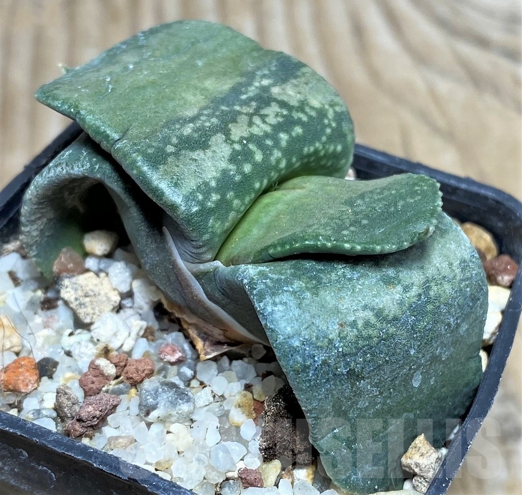 SHPR17378 Gasteria armstrongii