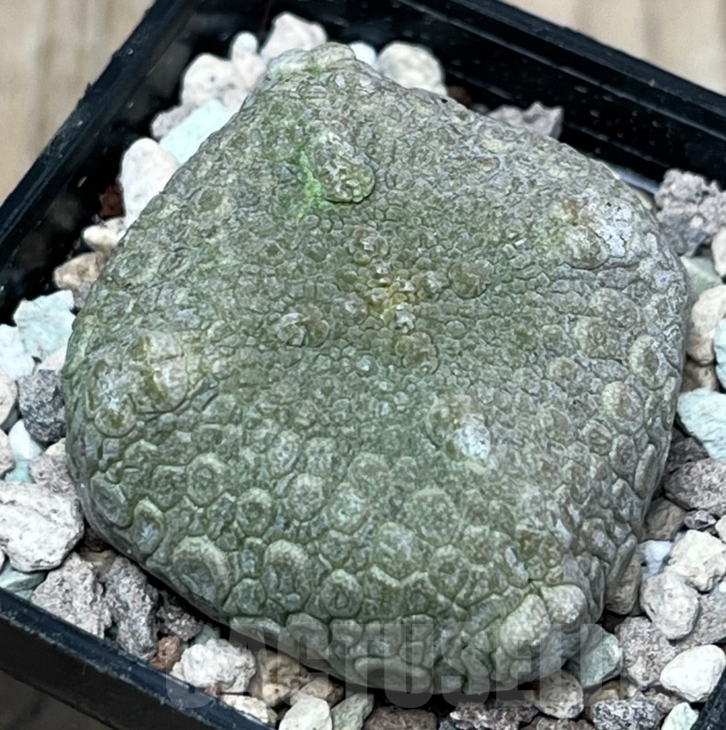 SHPR17310 Pseudolithos cubiformis - Image 2