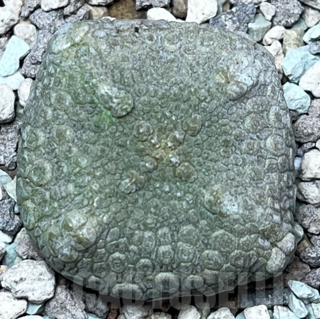 SHPR17310 Pseudolithos cubiformis