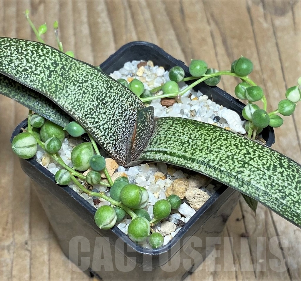 SHPR17381 Gasteria hybrid f. variegata, Senecio rowleyanus f. variegata