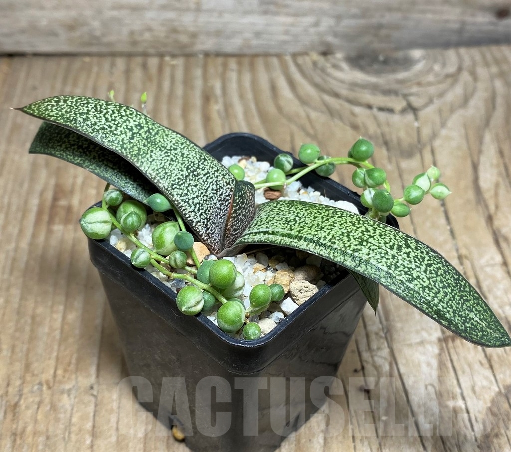 SHPR17381 Gasteria hybrid f. variegata, Senecio rowleyanus f. variegata - Image 2