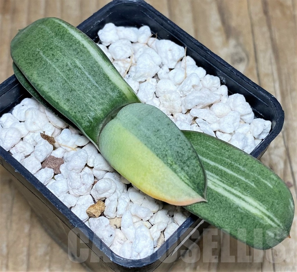 SHPR17382 Gasteria glomerata f. variegata, seedling - Image 2