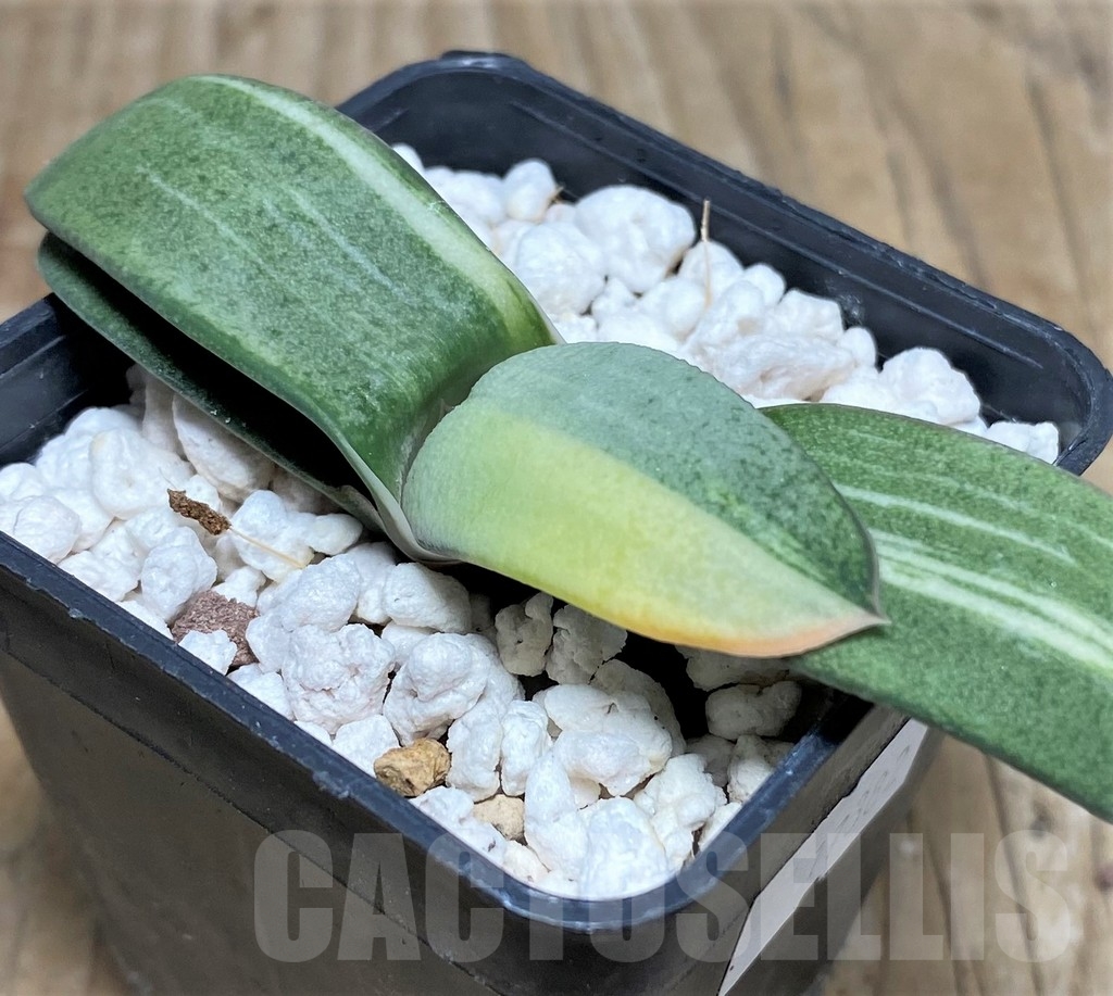 SHPR17382 Gasteria glomerata f. variegata, seedling