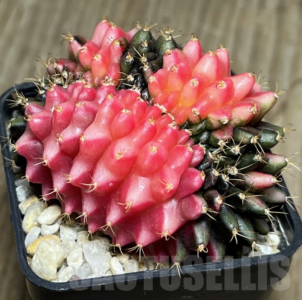 SHPR17318 Gymnocalycium mihanovichii ‘inermis’ hybrid f. cristata