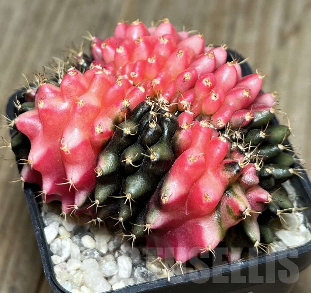 SHPR17318 Gymnocalycium mihanovichii ‘inermis’ hybrid f. cristata - immagine 2