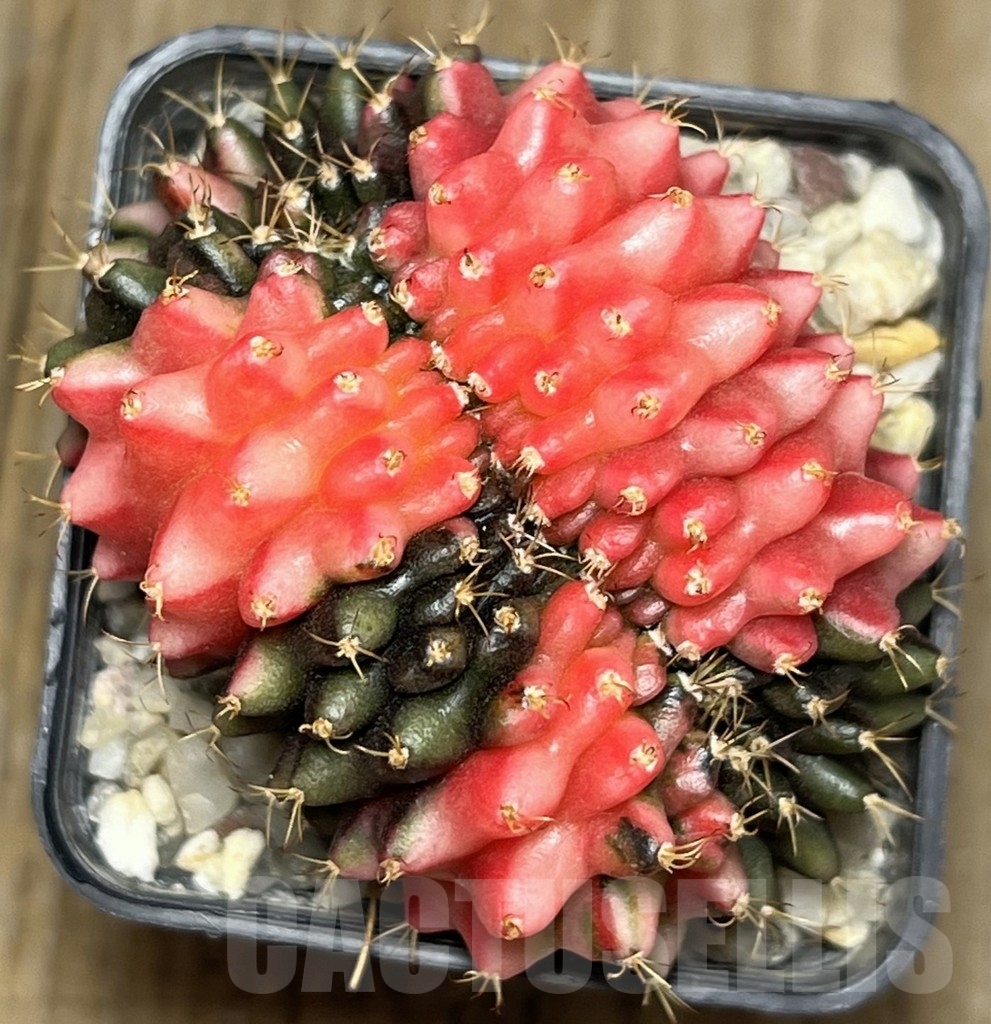 SHPR17318 Gymnocalycium mihanovichii ‘inermis’ hybrid f. cristata - immagine 3