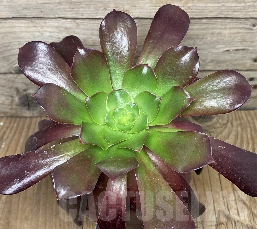 SHPR17387 Aeonium ‘Velour’
