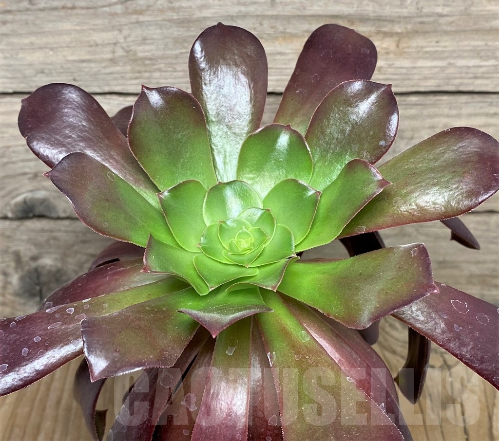 SHPR17387 Aeonium ‘Velour’ - Image 2
