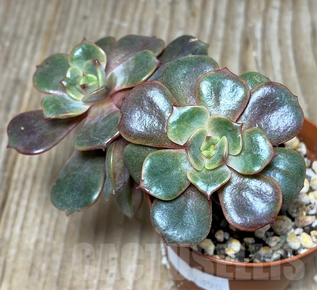 SHPR17390 Echeveria ‘Da Hong Pao’, 2 heads