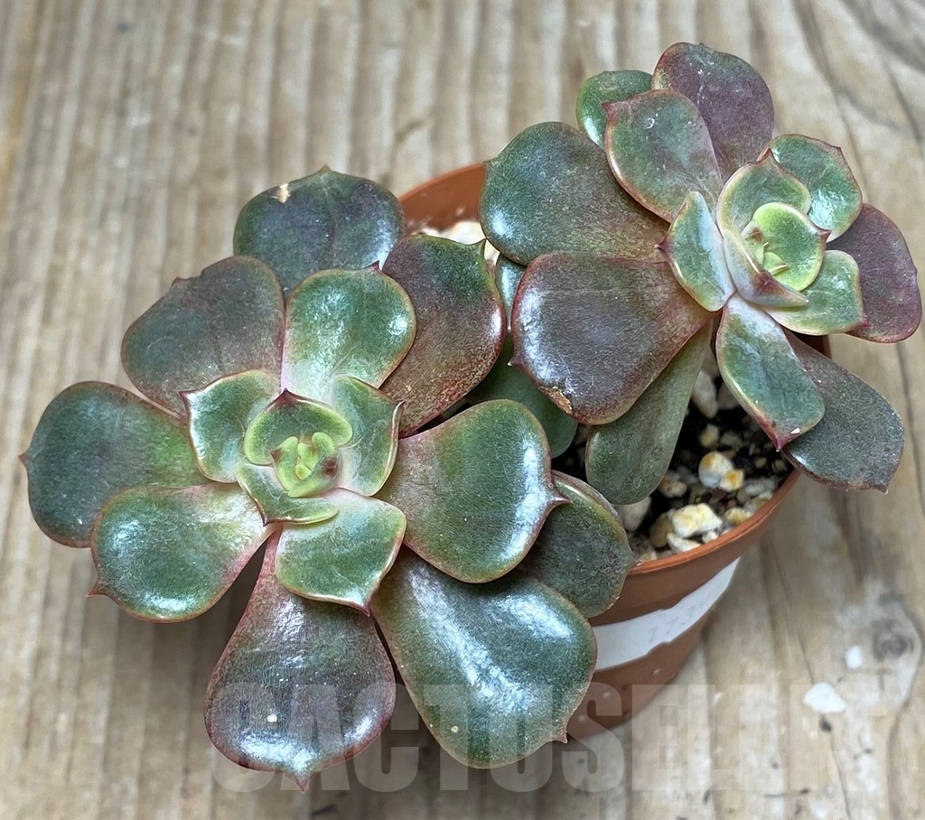 SHPR17390 Echeveria ‘Da Hong Pao’, 2 heads - Imagen 2