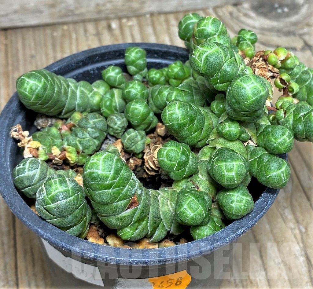 SHPR17391 Crassula barklyi - immagine 2
