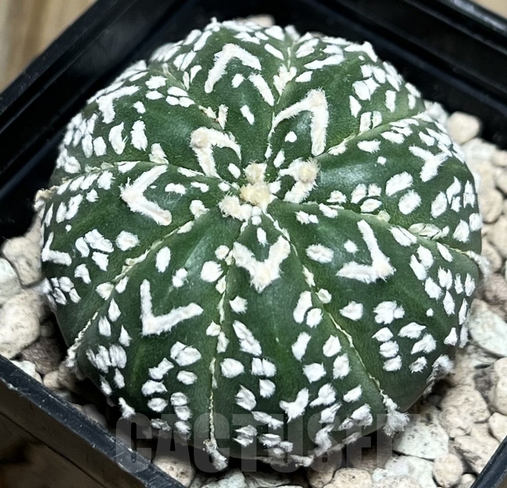 SHPR17324 Astrophytum asterias ‘Super Kabuto’ V-type - Image 2