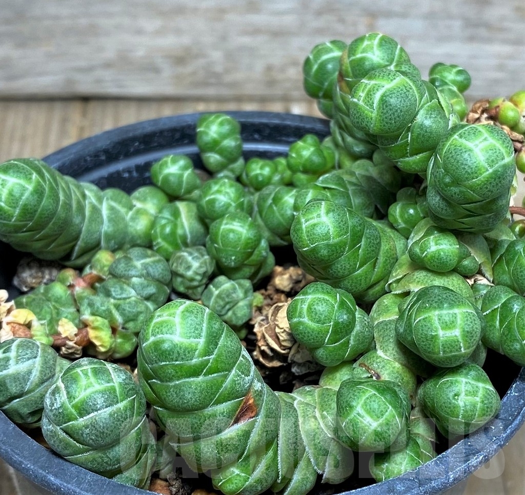 SHPR17391 Crassula barklyi