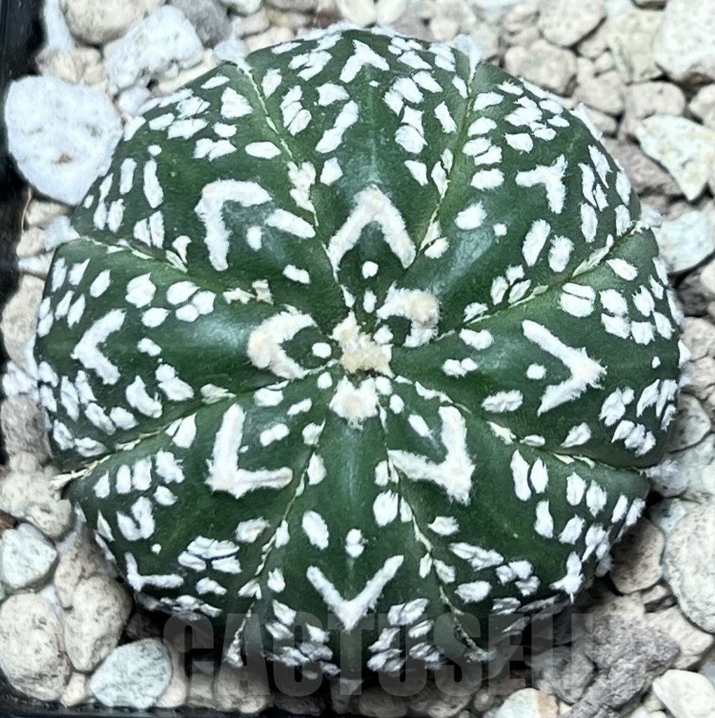 SHPR17324 Astrophytum asterias ‘Super Kabuto’ V-type