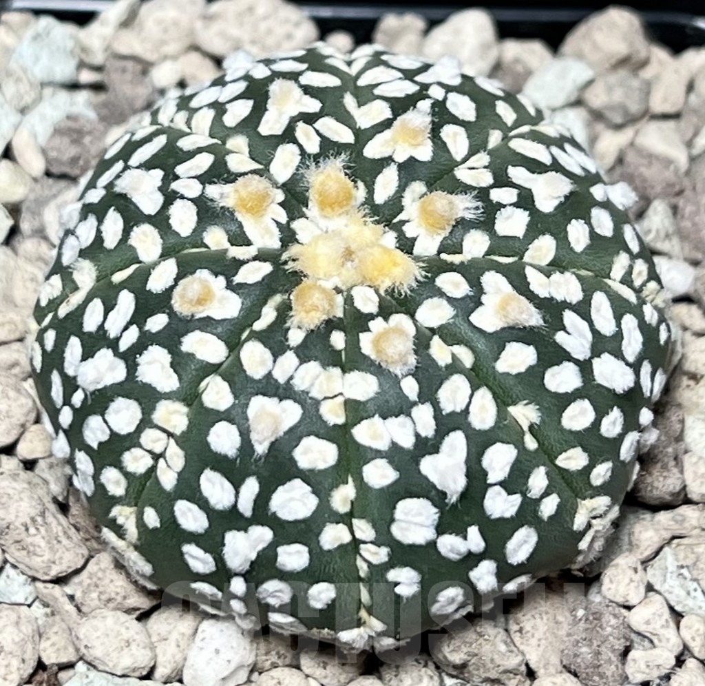 SHPR17330 Astrophytum asterias ‘Super Kabuto’ V-type - Image 2