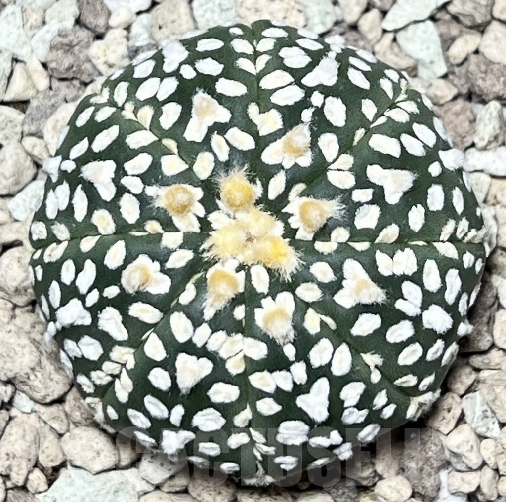 SHPR17330 Astrophytum asterias ‘Super Kabuto’ V-type