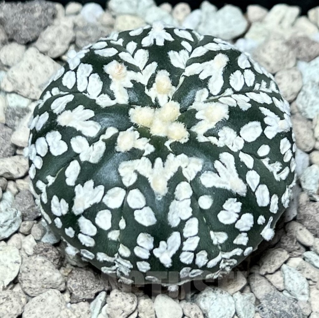 SHPR17331 Astrophytum asterias ‘Super Kabuto’ V-type - Image 2