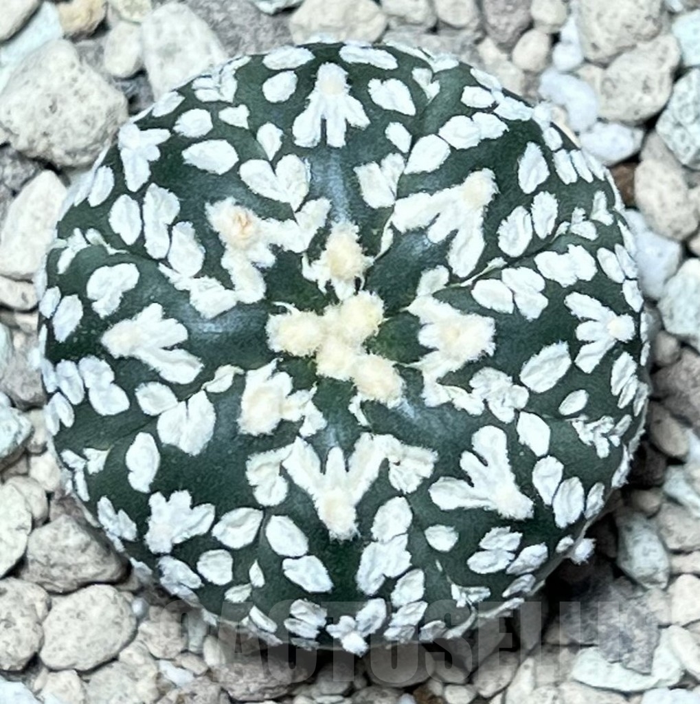 SHPR17331 Astrophytum asterias ‘Super Kabuto’ V-type