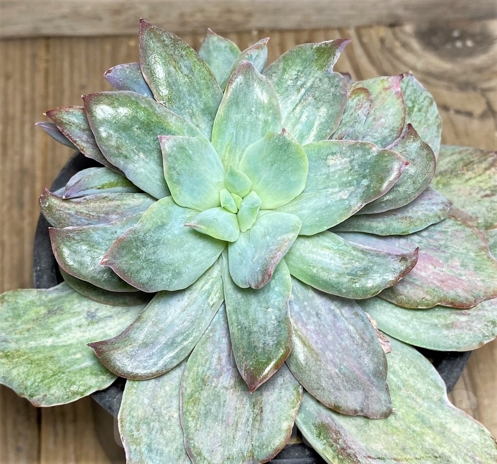 SHPR17397 Echeveria ‘Lemon and Lime White Mutation’ - immagine 2