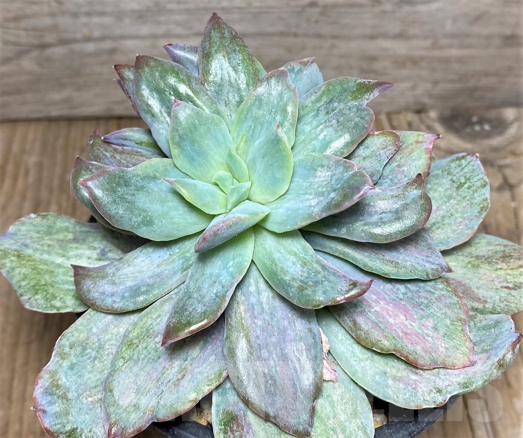 SHPR17397 Echeveria ‘Lemon and Lime White Mutation’ - immagine 3