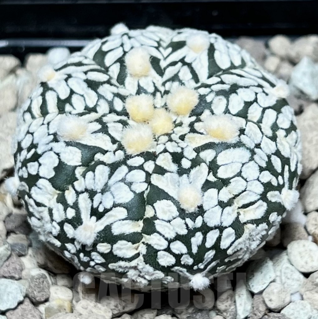 SHPR17333 Astrophytum asterias ‘Super Kabuto’ V-type - Image 2