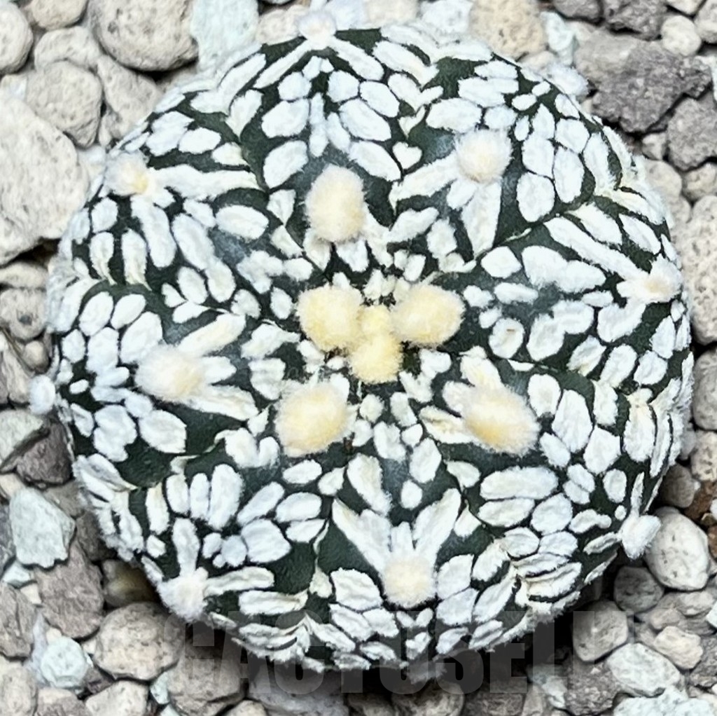 SHPR17333 Astrophytum asterias ‘Super Kabuto’ V-type
