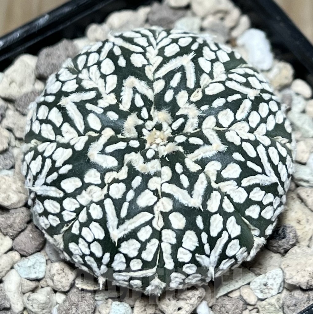 SHPR17334 Astrophytum asterias ‘Super Kabuto’ V-type - Image 2
