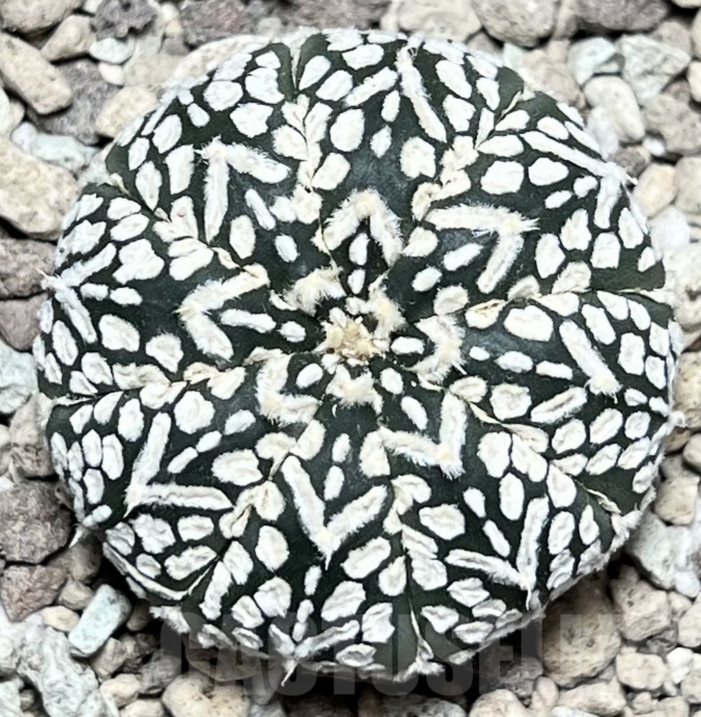SHPR17334 Astrophytum asterias ‘Super Kabuto’ V-type