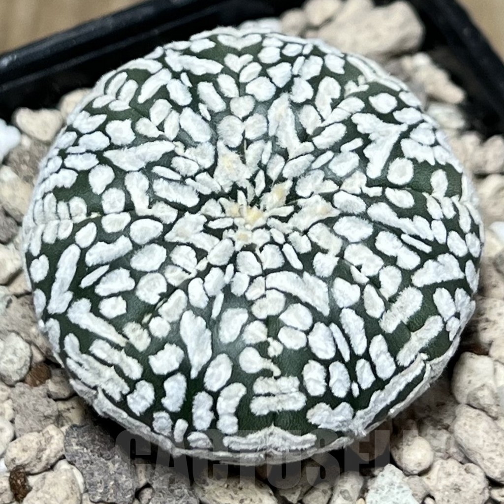 SHPR17335 Astrophytum asterias ‘Super Kabuto’ V-type - Image 2