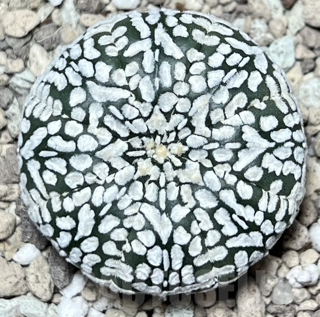 SHPR17335 Astrophytum asterias ‘Super Kabuto’ V-type