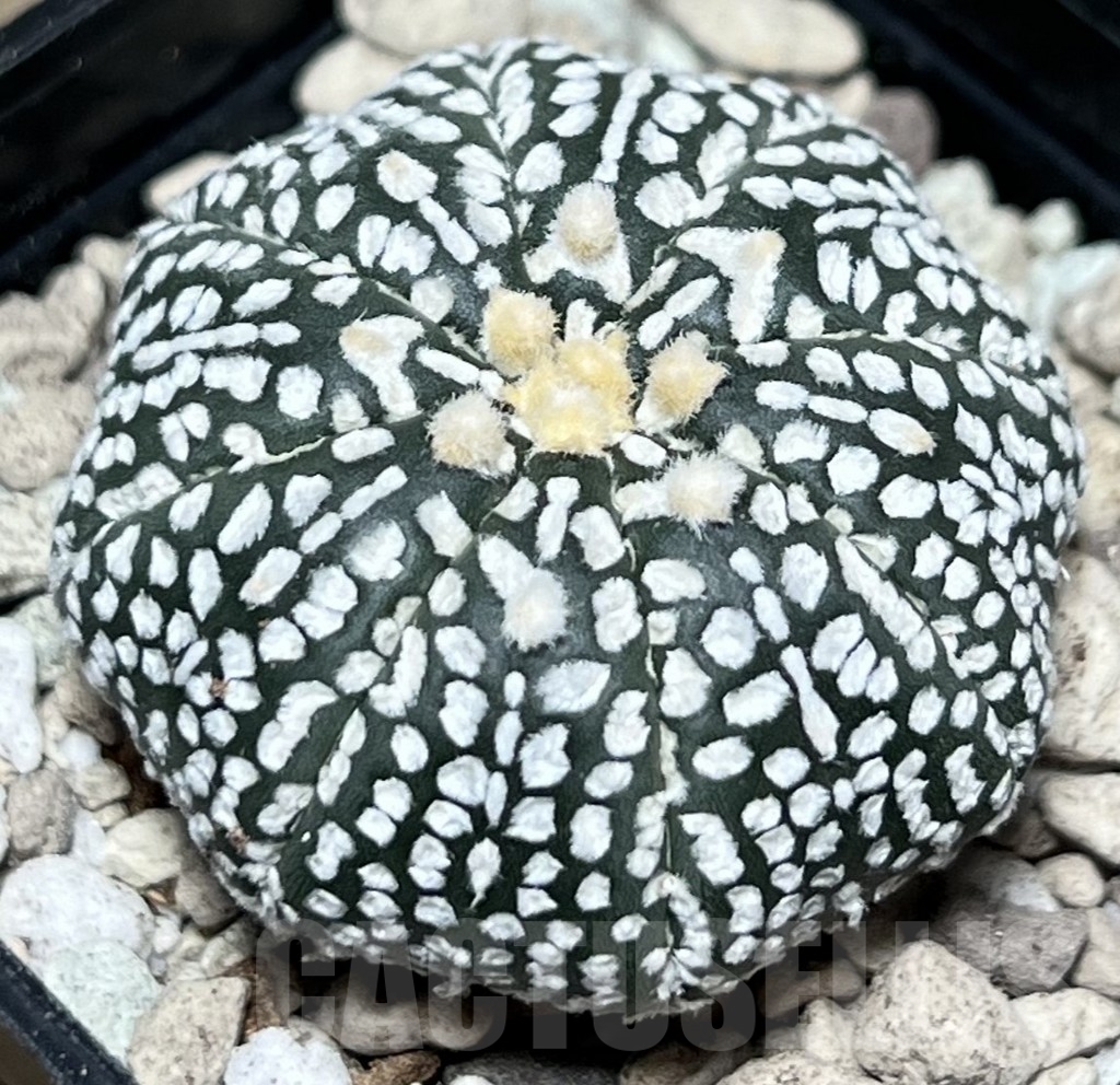 SHPR17336 Astrophytum asterias ‘Super Kabuto’ V-type - Image 2