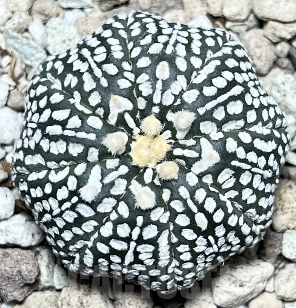 SHPR17336 Astrophytum asterias ‘Super Kabuto’ V-type