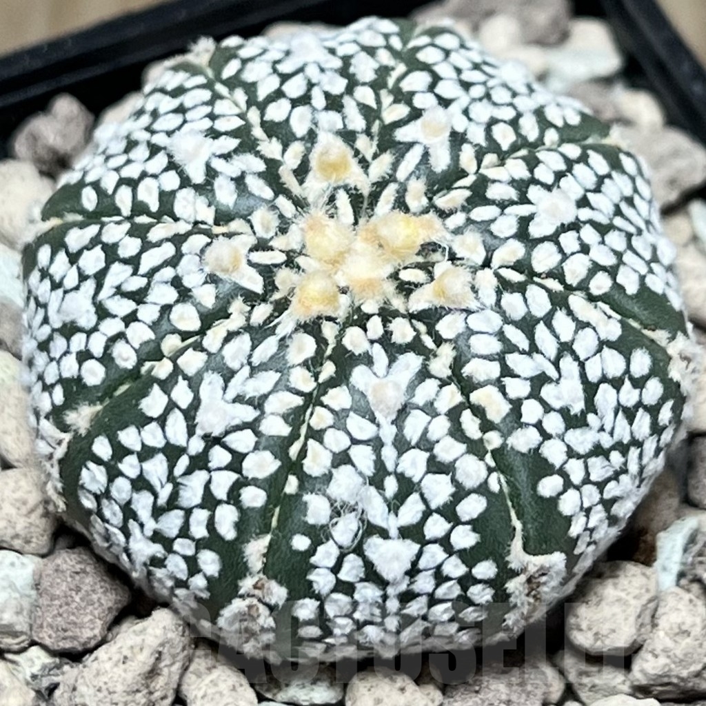 SHPR17337 Astrophytum asterias ‘Super Kabuto’ V-type - Image 2