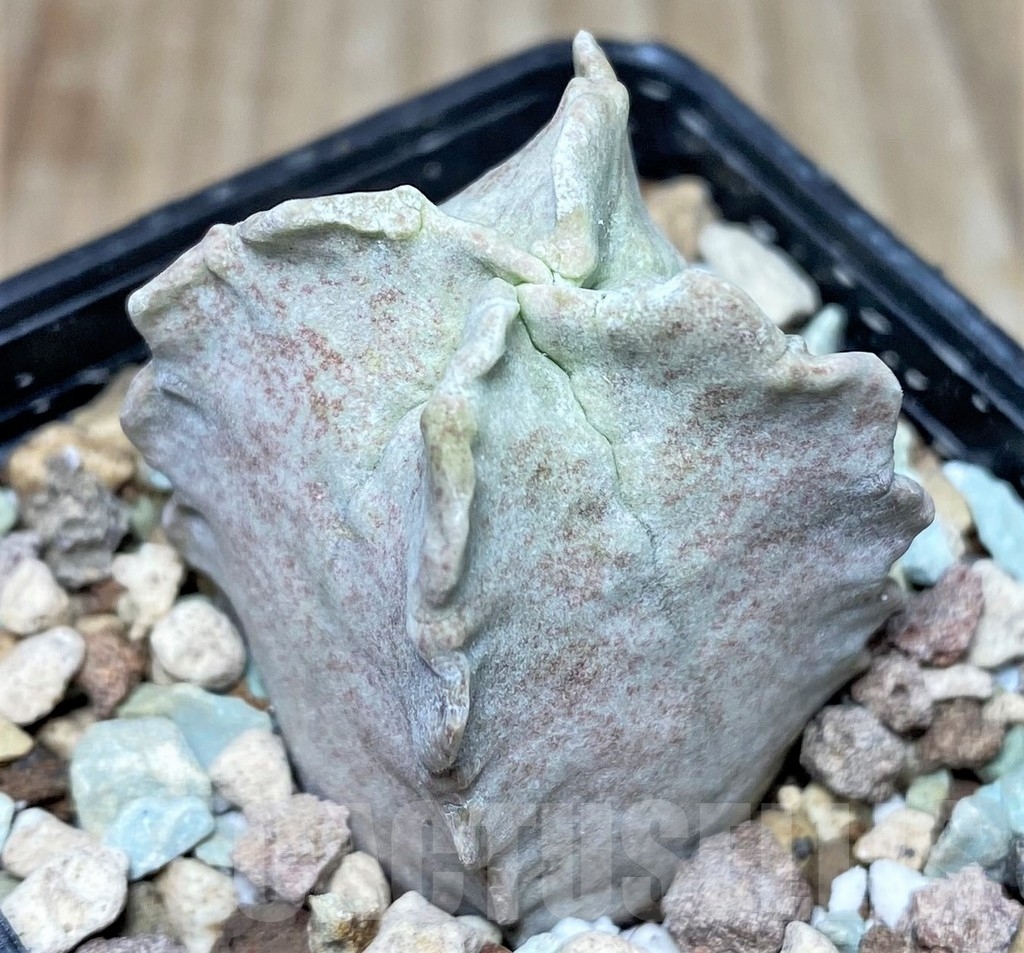 SHPR17400 Whitesloanea crassa