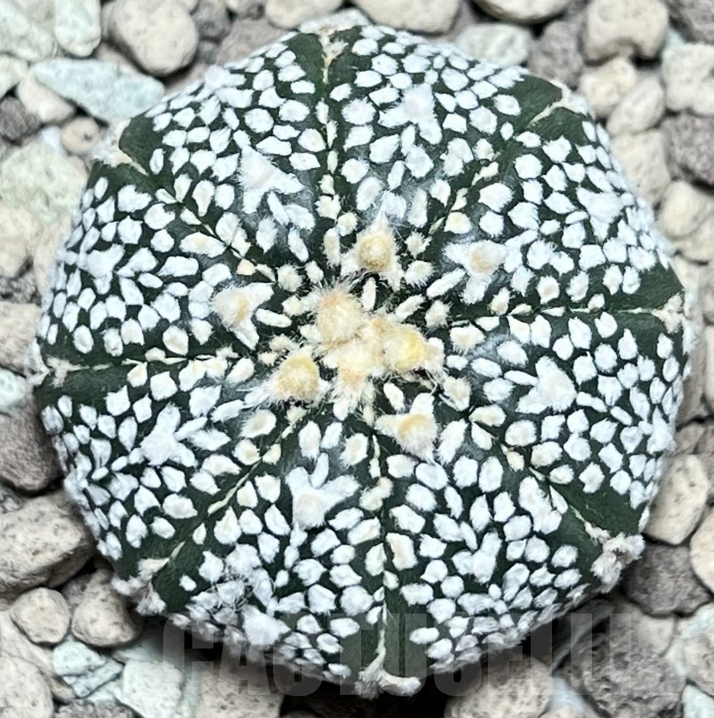 SHPR17337 Astrophytum asterias ‘Super Kabuto’ V-type