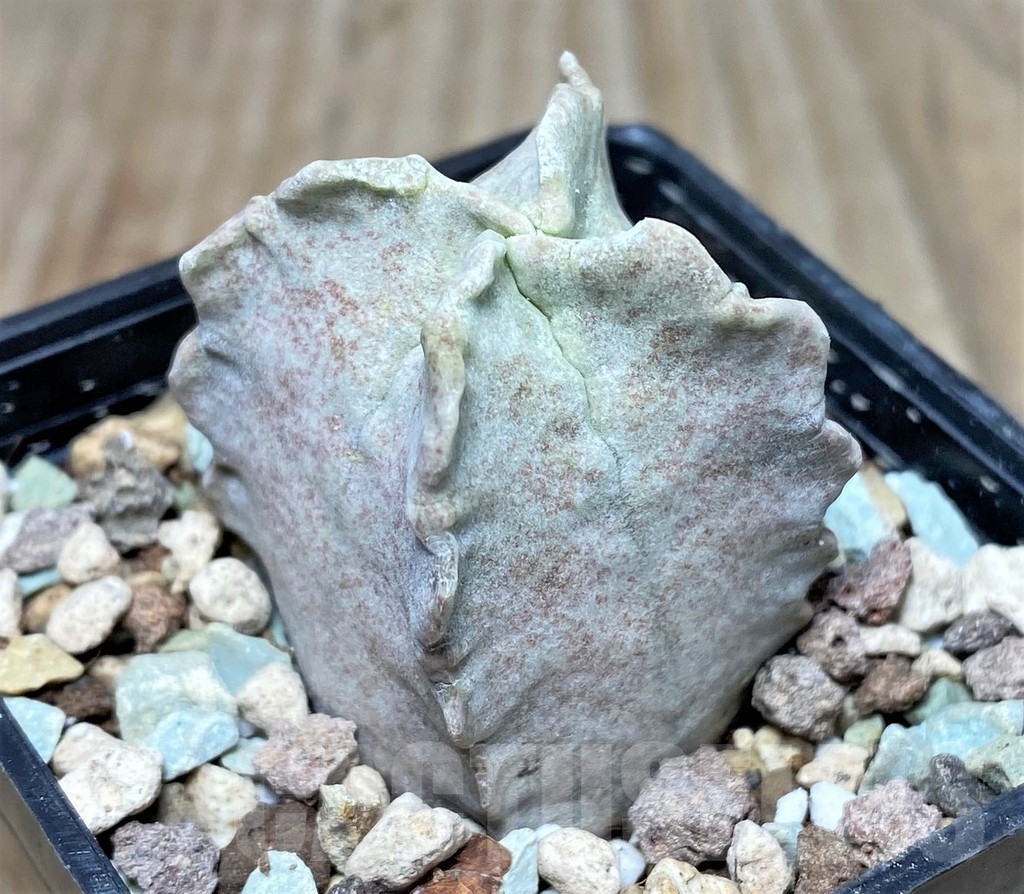 SHPR17400 Whitesloanea crassa – Image 2