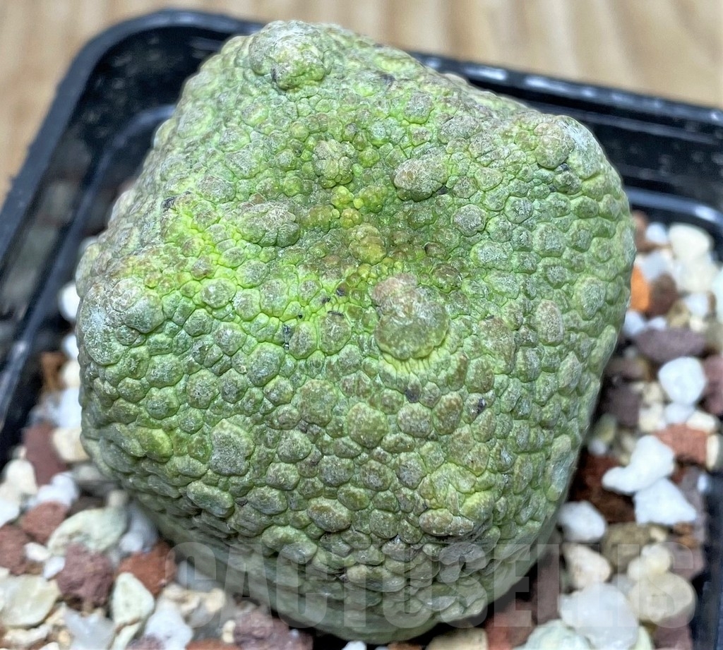 SHPR17404 Pseudolithos cubiformis