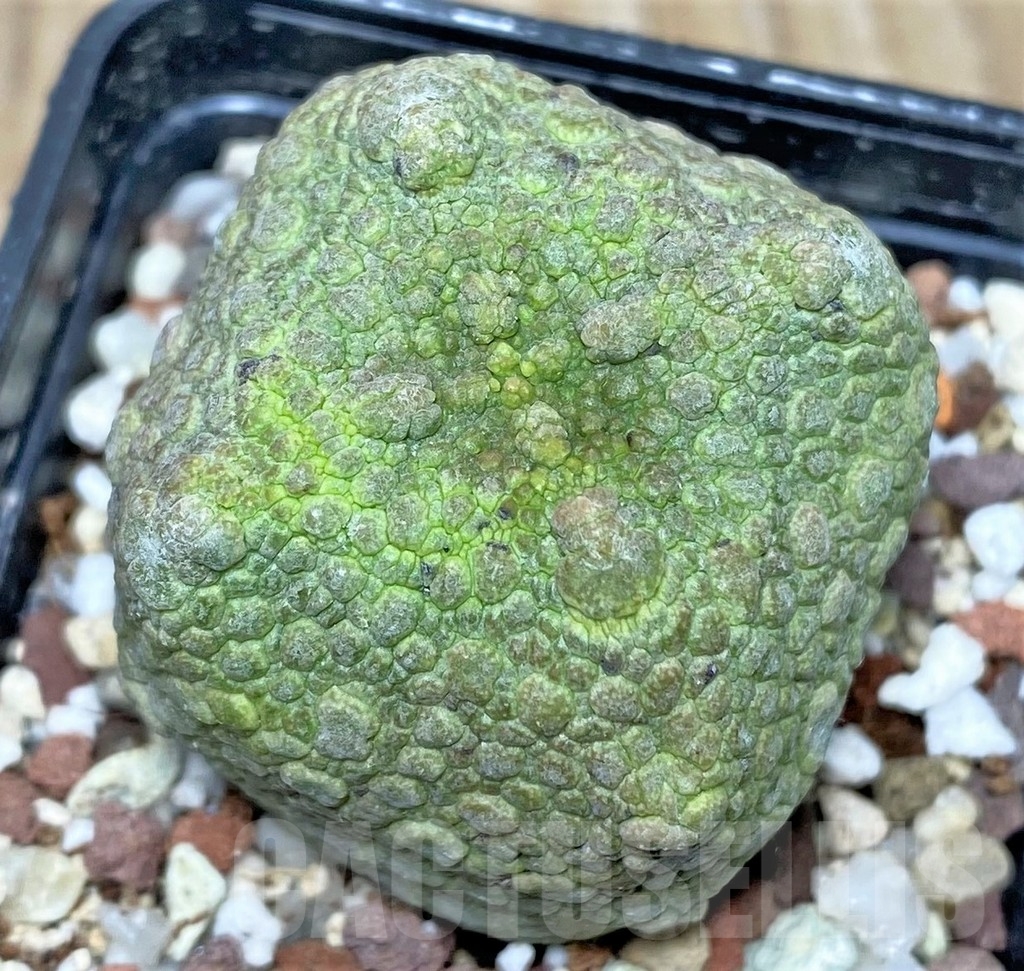 SHPR17404 Pseudolithos cubiformis - Image 2